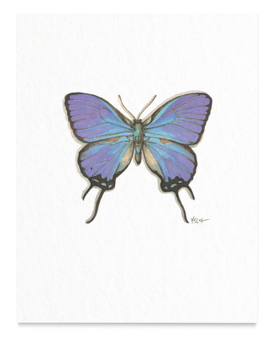 Butterfly Art Prints